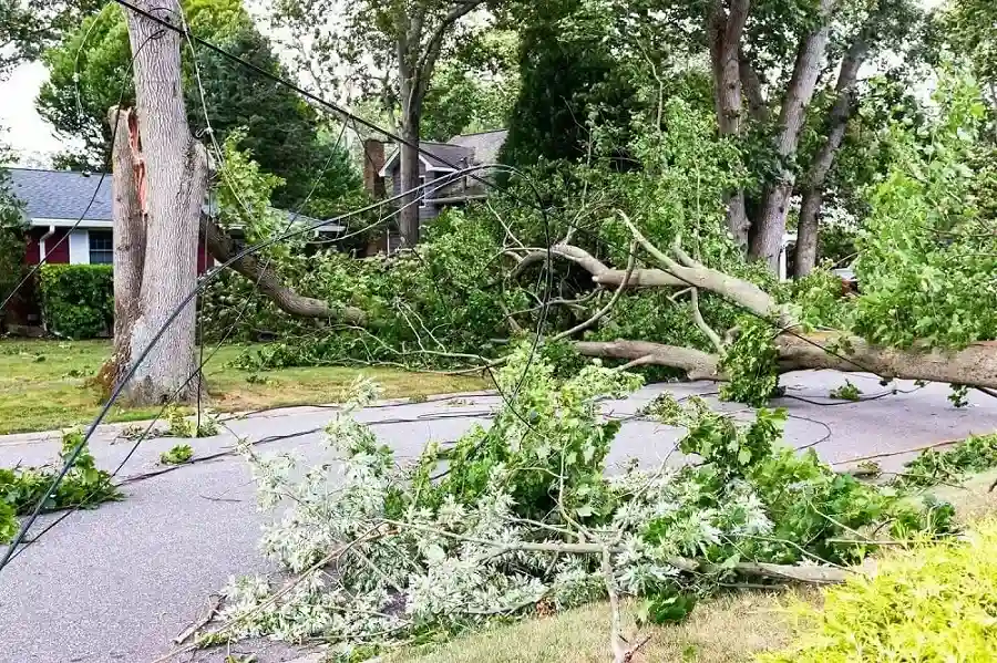 How To Remove A Dead Tree Phoenix AZ