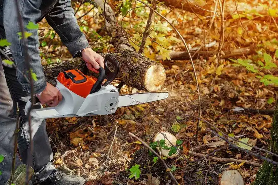 How To Remove A Dead Tree in Phoenix AZ