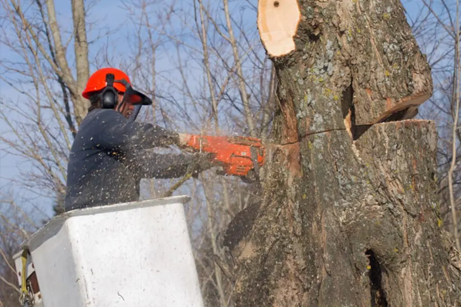 How To Remove A Tree Phoenix AZ