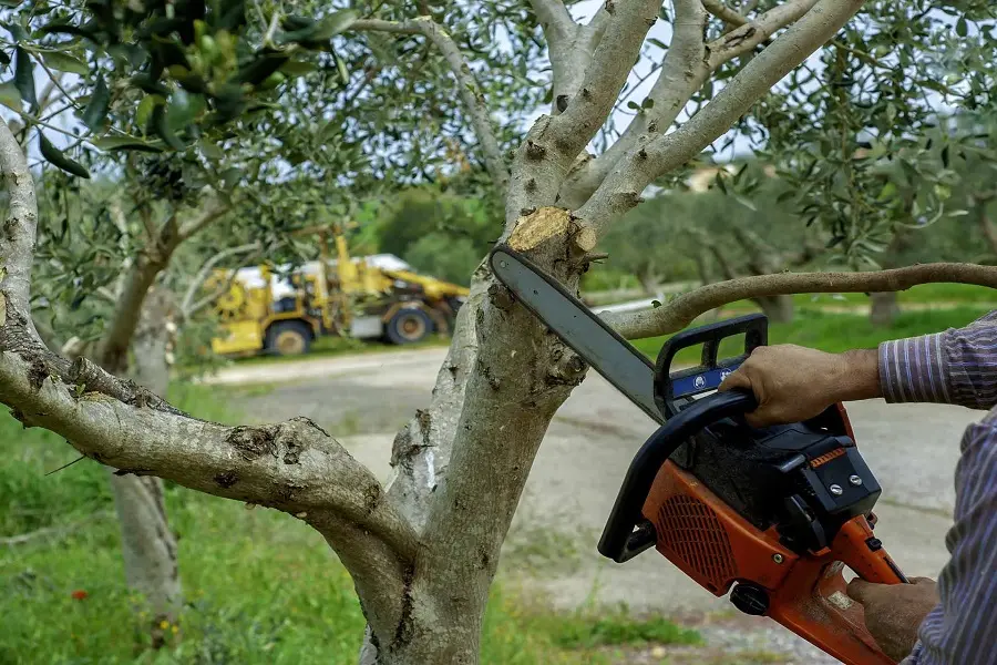 How To Remove A Tree in Phoenix AZ